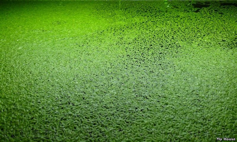 Продам Ряску Лесную, цена 2 грн и много других растений (опт от 1000 грн).