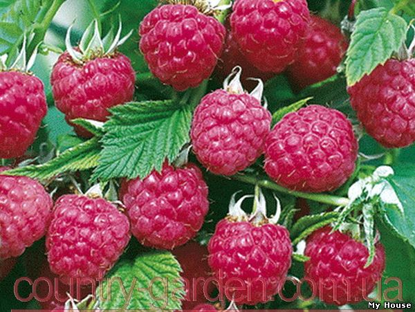 "Продам саженцы самой вкусной садовой ягоды Малины и много других растений (опт от 1000 грн).