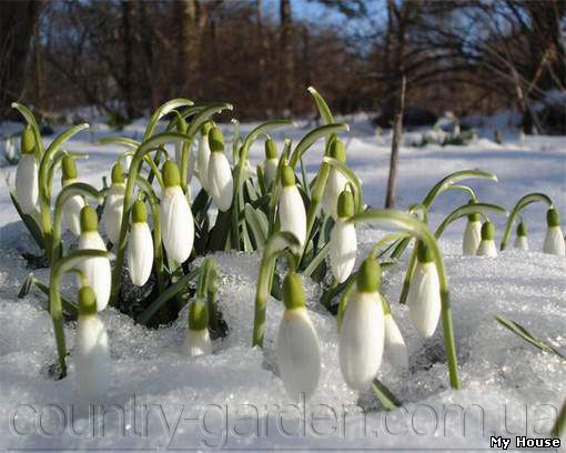 Продам луковицы Подснежников и много других растений (опт от 1000 грн).