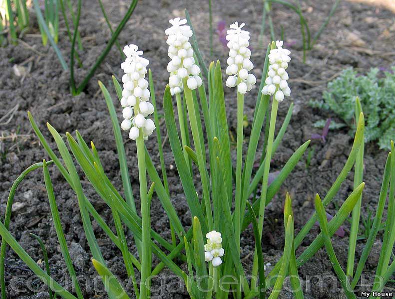 Продам Мусраки различных цветов: голубой, синий, белый, красный и много других растений (опт от 1000 грн).