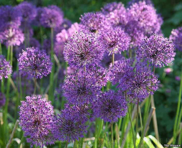 Продам луковицы Луки Раннецветущие и много других растений (опт от 1000 грн).