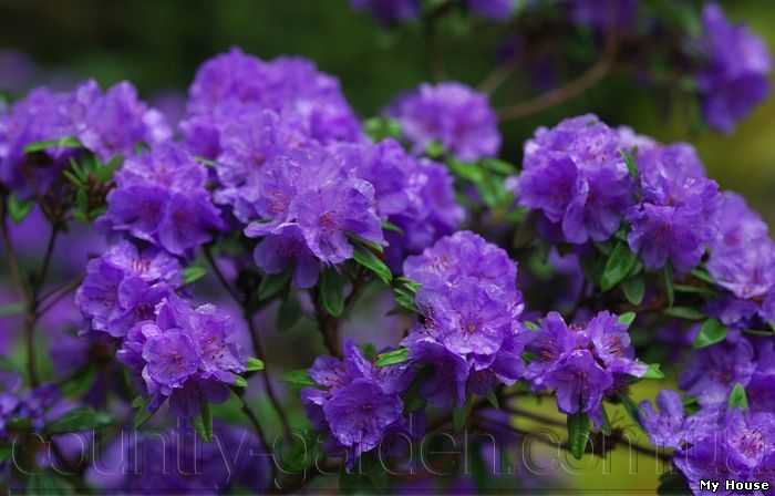 Продам саженцы Рододендронов, в наличии 12 сортов и много других растений (опт от 1000 грн).