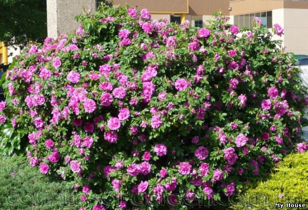 Продам саженцы Розы, в наличии огромное количество сортов: Вьющаяся, Морщинистая, Садовая, Чайная и другие, и много других растений.