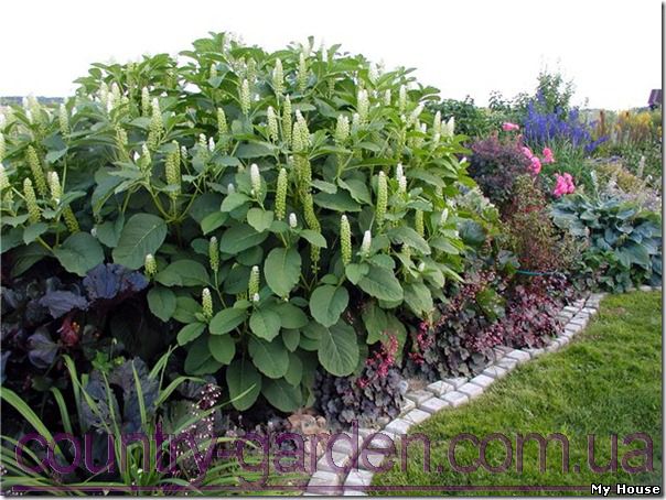 "Продам саженцы Лаконос и много других растений (опт от 1000 грн).