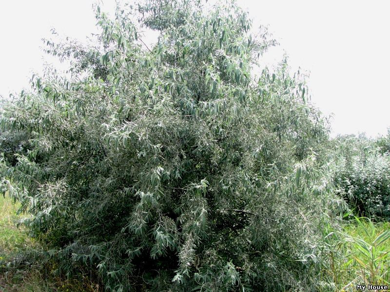 Продам Маслину Дикую в горшках и много других растений (опт от 1000 грн).