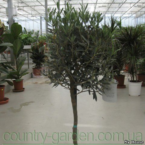 Продам Маслину в горшках, комнатное растение и много других растений (опт от 1000 грн).