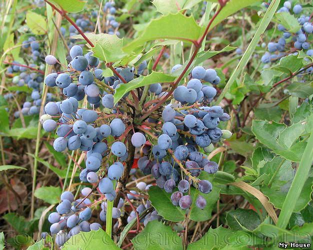 "Продам саженцы замечательного вечнозеленого растения Магонии Падуболистной и много других растений (опт от 1000 грн).