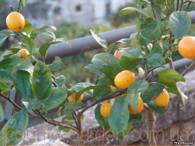 "Продам Мандарин в горшках, комнатное растение и много других растений (опт от 1000 грн).