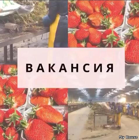 Всех желающих приглашаем на работу в Польше, на вакансию сортировка саженцев клубники.