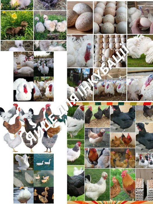 ІНКУБАЦІЙНЕ ЯЙЦЕ