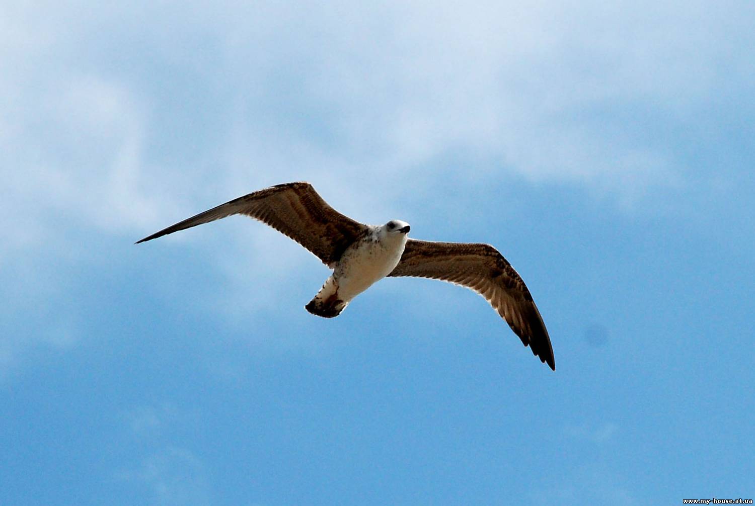 Уроки сценической речи, дикции, риторики.